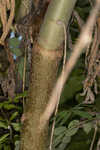 Cassava